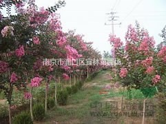 紫薇價格|南京紫薇價格|5-6公分紅花紫薇什么價格