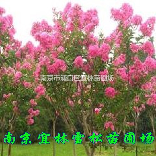 紫薇價格|南京紫薇價格|5-6公分紅花紫薇什么價格