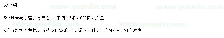 求購5公分暴馬丁香、6公分五角楓
