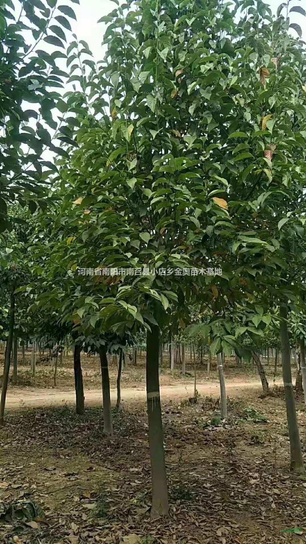 河南二喬玉蘭4介紹/特征/用途
