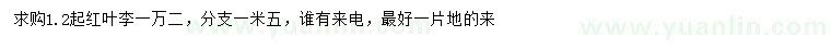 求購1.2米以上紅葉李