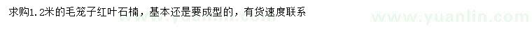 求購1.2米紅葉石楠
