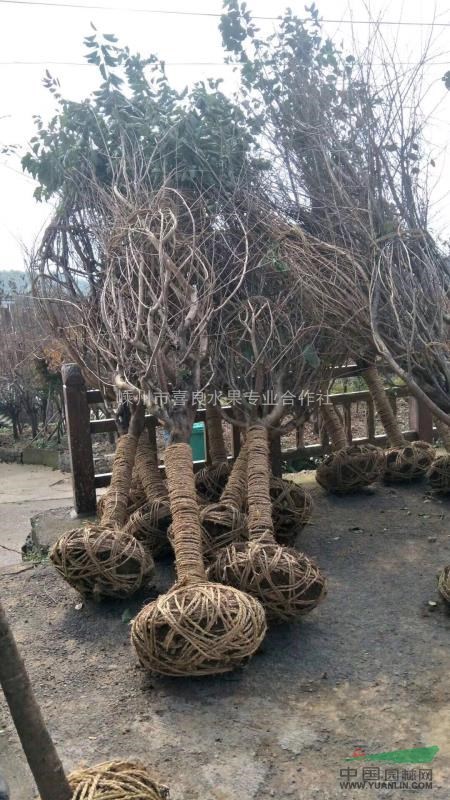 出售各規格櫻花
