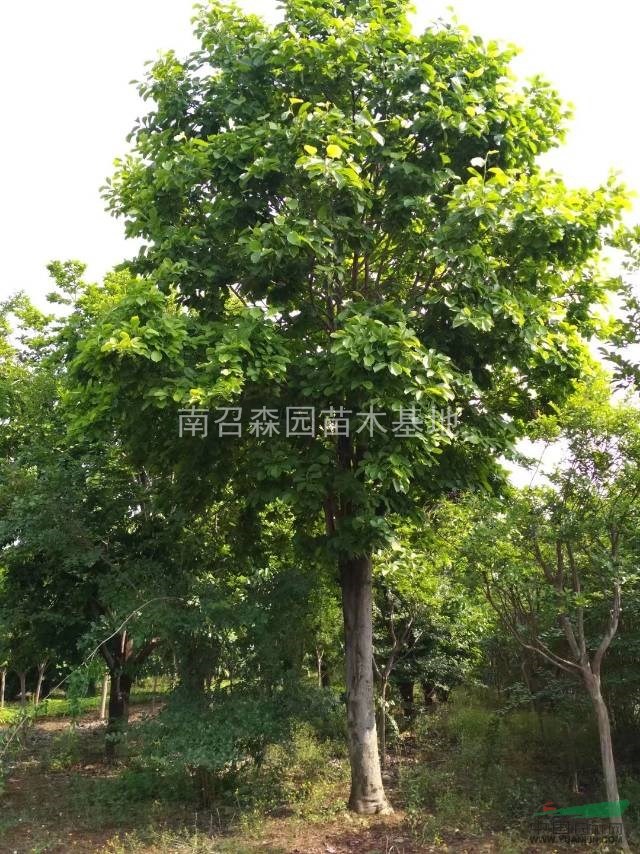 大規(guī)格紅玉蘭，白玉蘭，黃玉蘭，紫玉蘭