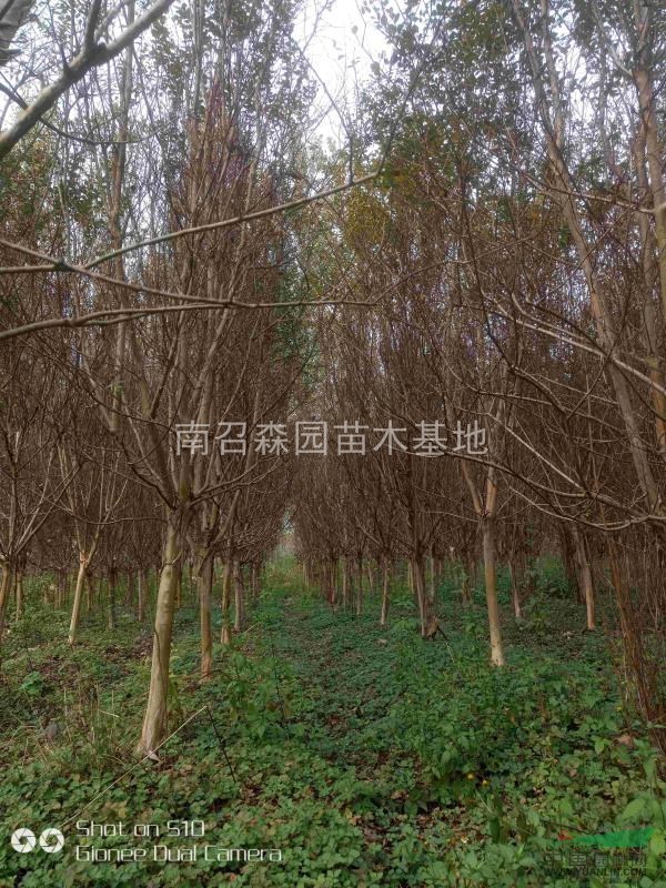 河南南陽紫薇基地，叢生紫薇，紫薇1-15公分