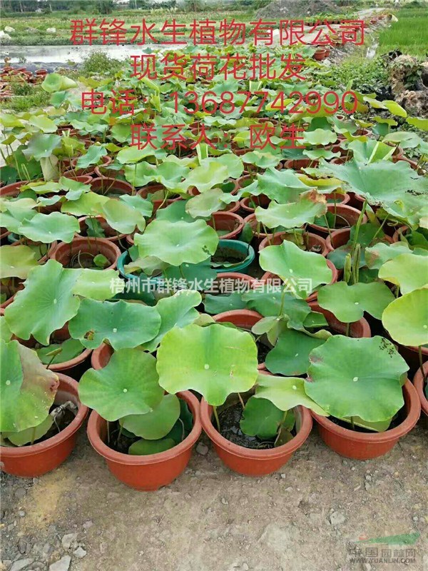 可供四川水生植物基地｜可供四川水生植物價(jià)格｜荷花直銷