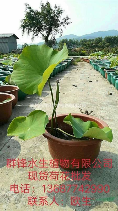 可供四川水生植物基地｜可供四川水生植物價(jià)格｜荷花直銷
