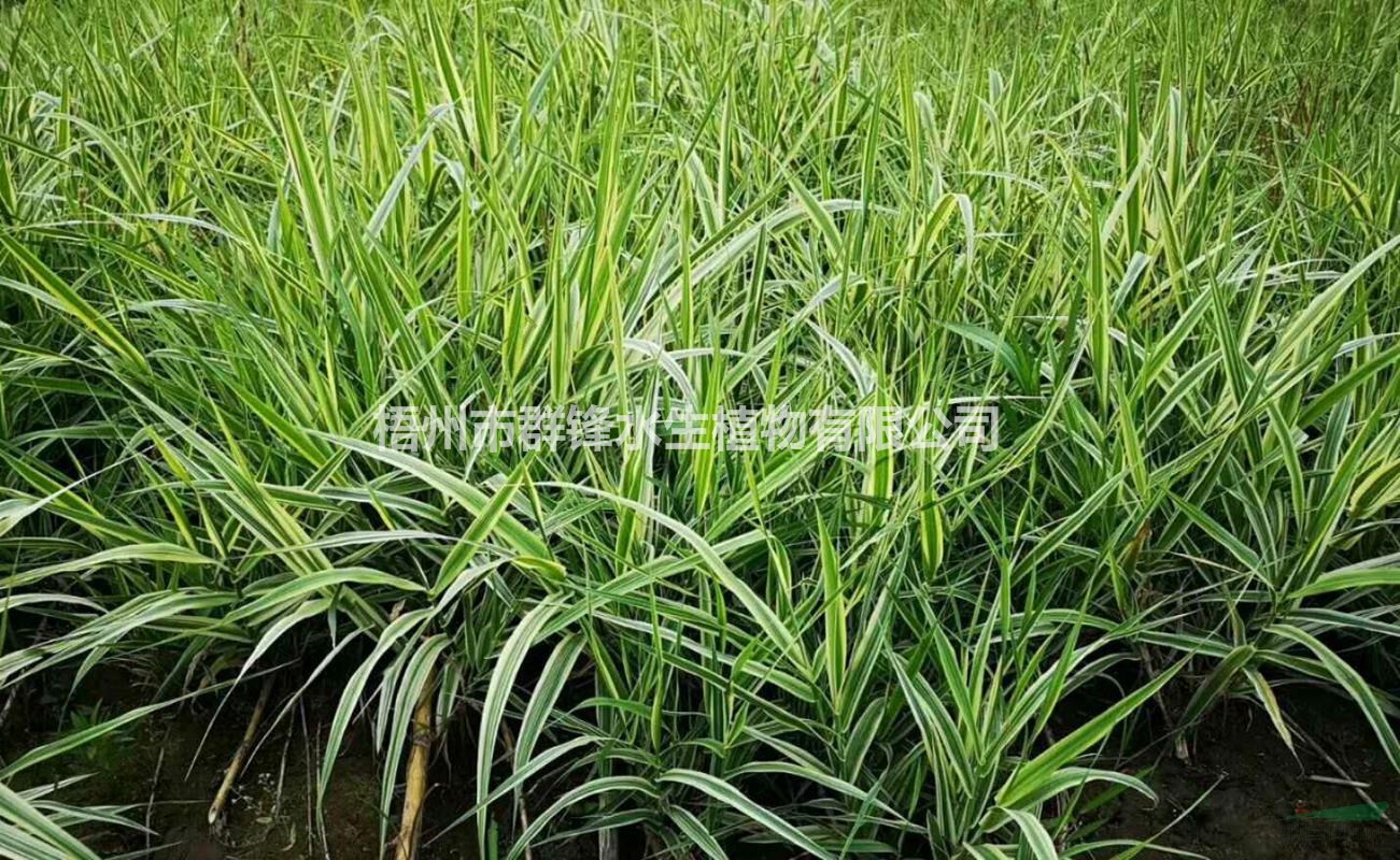 可供江西水生植物｜可供贛州水生植物供應(yīng)｜花葉蘆竹供應(yīng)