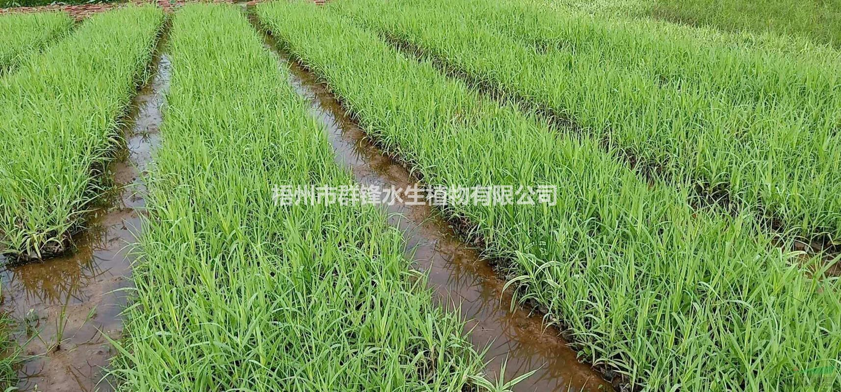 可供江西水生植物｜可供贛州水生植物供應(yīng)｜花葉蘆竹供應(yīng)