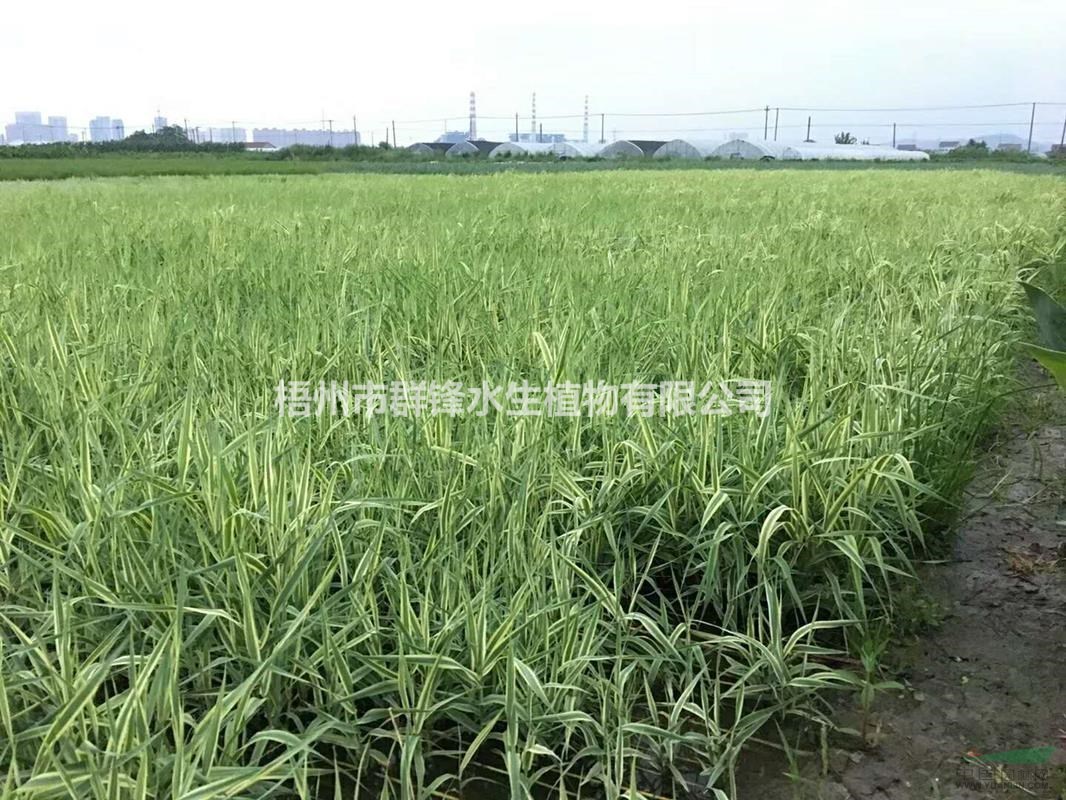 供應(yīng)來賓水生植物｜供應(yīng)貴港水生植物｜花葉蘆竹批發(fā)