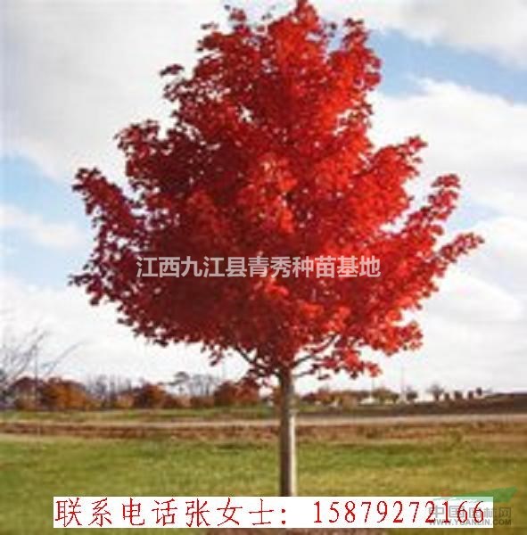 江西九江美國紅楓苗木出售，美國紅楓供應(yīng)電話，美國紅楓批發(fā)