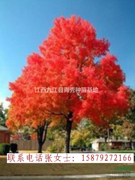 江西九江美國紅楓苗木出售，美國紅楓供應(yīng)電話，美國紅楓批發(fā)