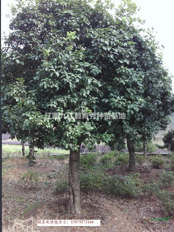 江西九江桂花树，品种多，优质，规格3cm~22cm