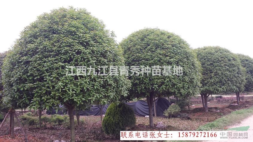 江西九江桂花树，品种多，优质，规格3cm~22cm