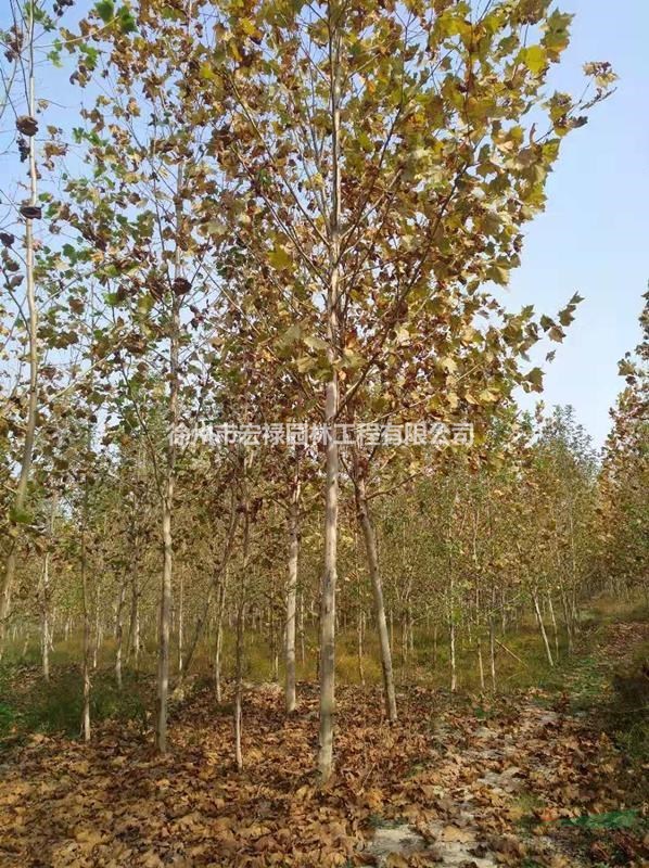法桐 法桐價(jià)格 徐州法桐 江蘇法桐 可供全國(guó)法桐 法國(guó)梧桐