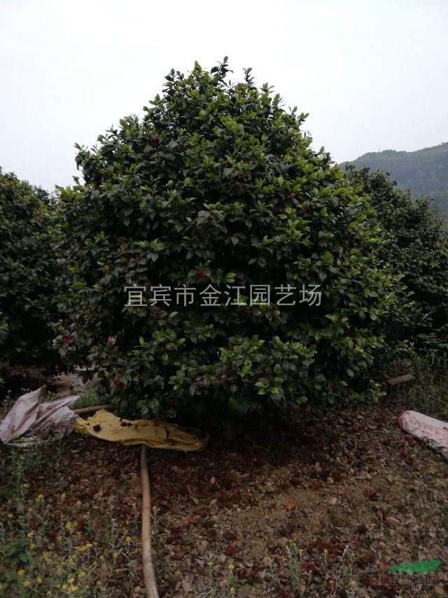 天竺桂批發(fā)四川宜賓天竺桂批發(fā)天竺桂綠化樹