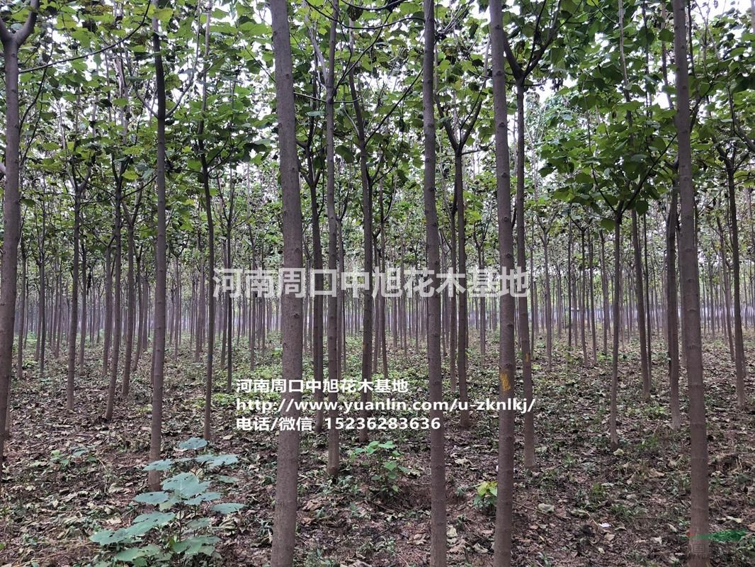 周口中旭園林3-8公分梓樹(shù)持續(xù)供貨中