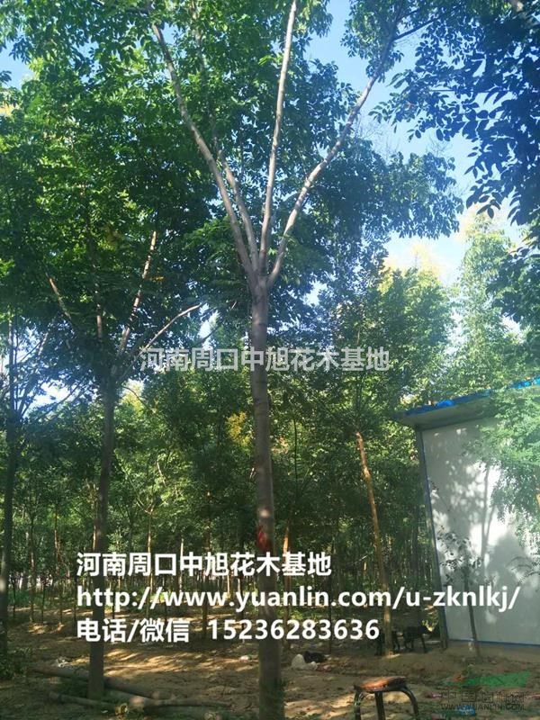 周口中旭園林3-5公分欒樹持續(xù)供貨中