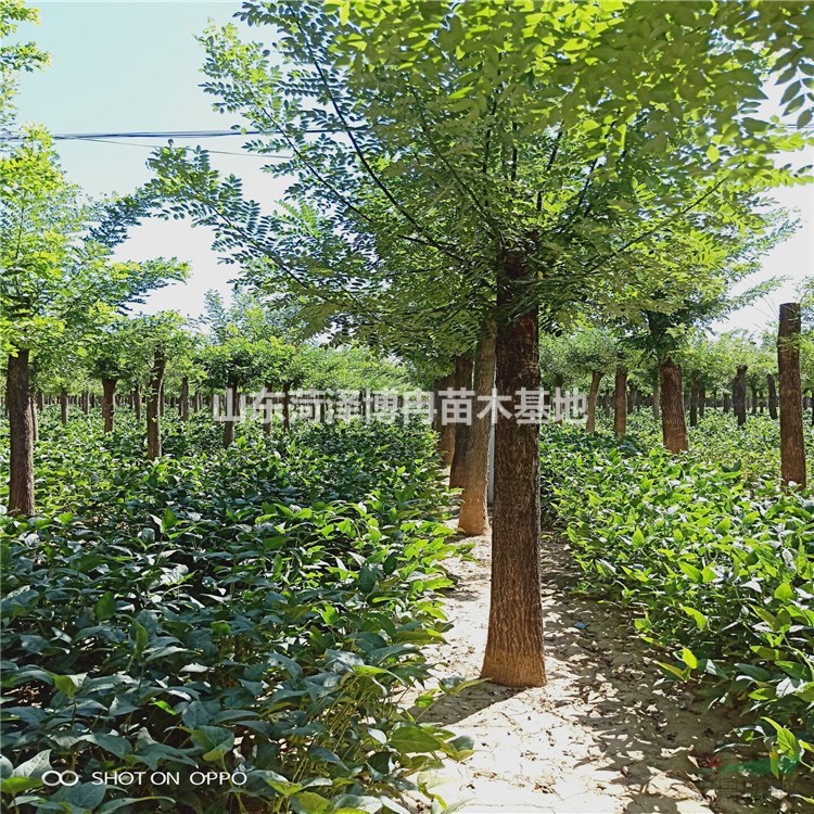 12公分國(guó)槐原生冠土球賣價(jià) 定植12公分國(guó)槐價(jià)格