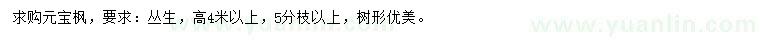 求購高4米以上叢生元寶楓