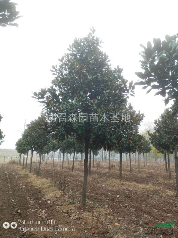 廣玉蘭，精品廣玉蘭，