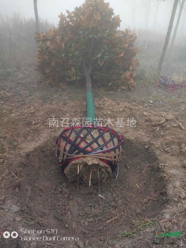 大小規(guī)格廣玉蘭，廣玉蘭苗