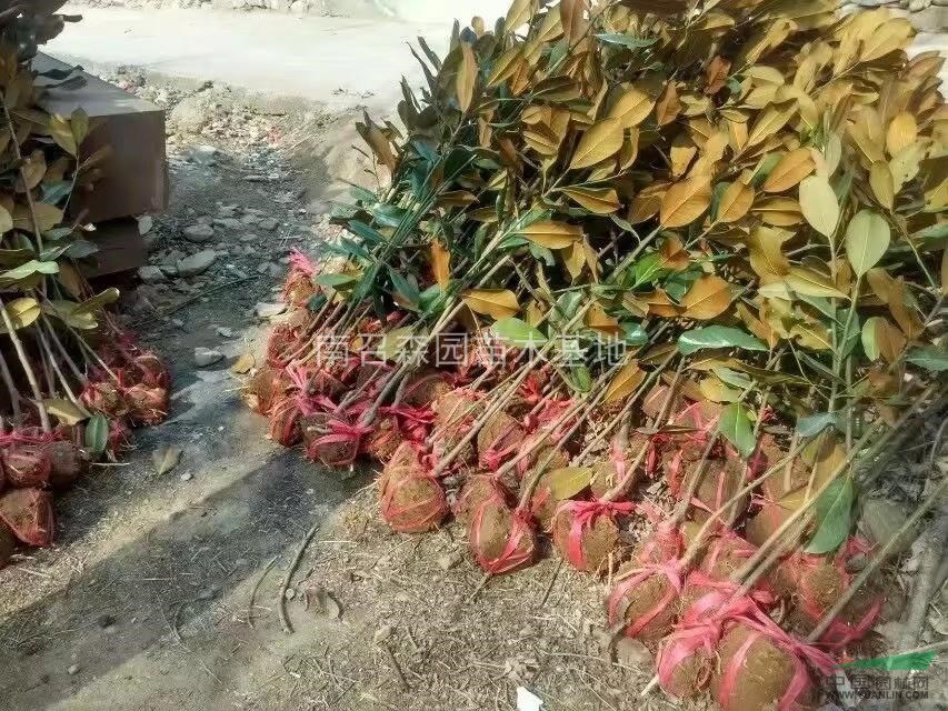 大小規(guī)格廣玉蘭，廣玉蘭苗