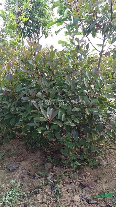 紅葉石楠，紅葉石楠苗，