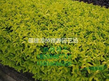 福建[产品]/福建金叶假连翘价格/报价