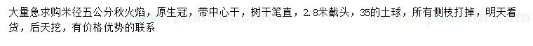 求購米徑5公分美國紅楓秋火焰