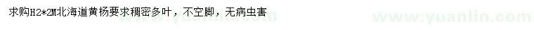 求購高2米北海道黃楊綠化苗木
