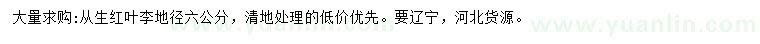 求購地徑6公分叢生紅葉李