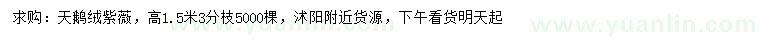 求購高1.5米天鵝絨紫薇