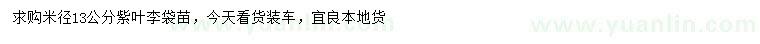 求購米徑13公分紫葉李