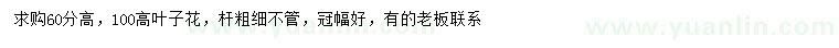 求購(gòu)高60、100公分葉子花