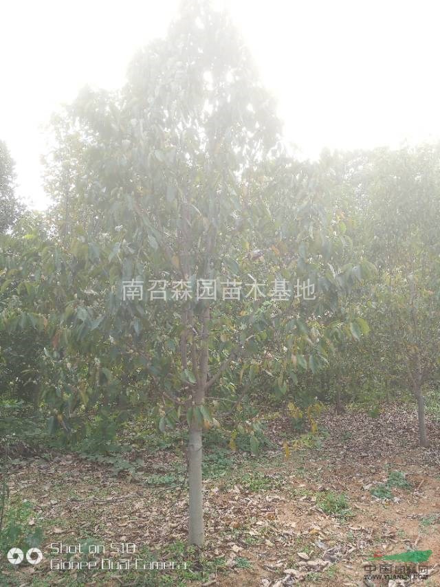 河南南陽(yáng)二喬玉蘭價(jià)格，哪里有便宜的二喬玉蘭，量大的玉蘭