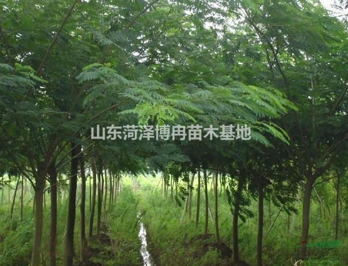 10公分合歡山東苗木市場報價  合歡花圖片