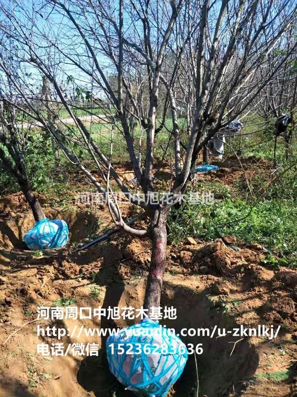 周口中旭園林8公分紅葉碧桃直供急需處理