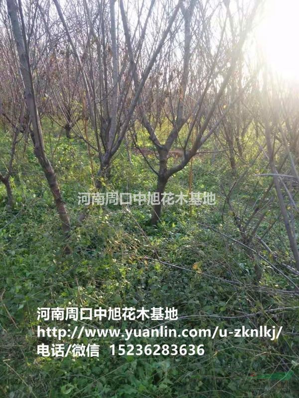 周口中旭園林8公分紅葉碧桃直供急需處理