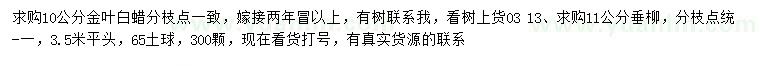 求購10公分金葉白蠟、11公分垂柳