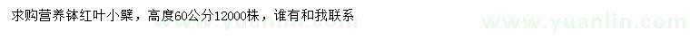 求購高60公分紅葉小檗