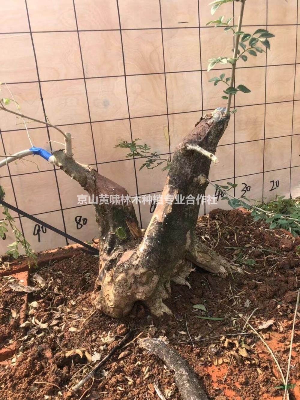 優(yōu)質(zhì)特價對節(jié)白蠟盆栽2產(chǎn)地直銷