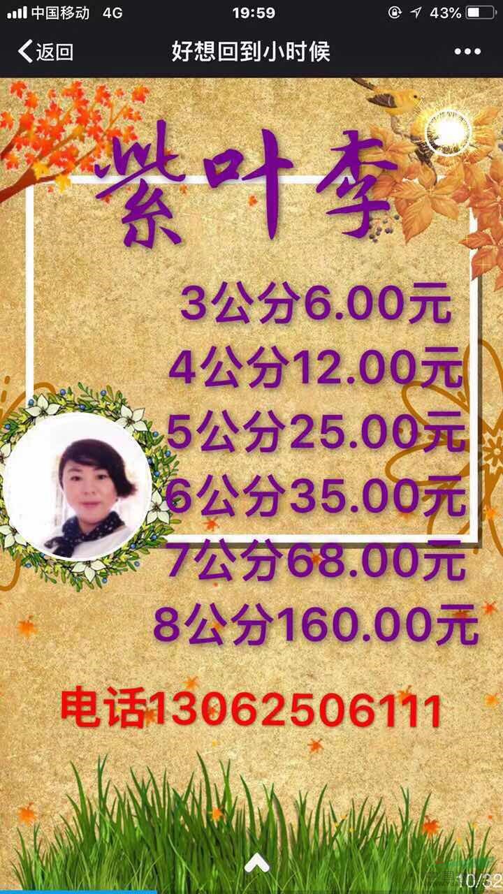 3-8公分紫葉李 紫葉李價(jià)格 紫葉李基地 南京紫葉李 紅葉李