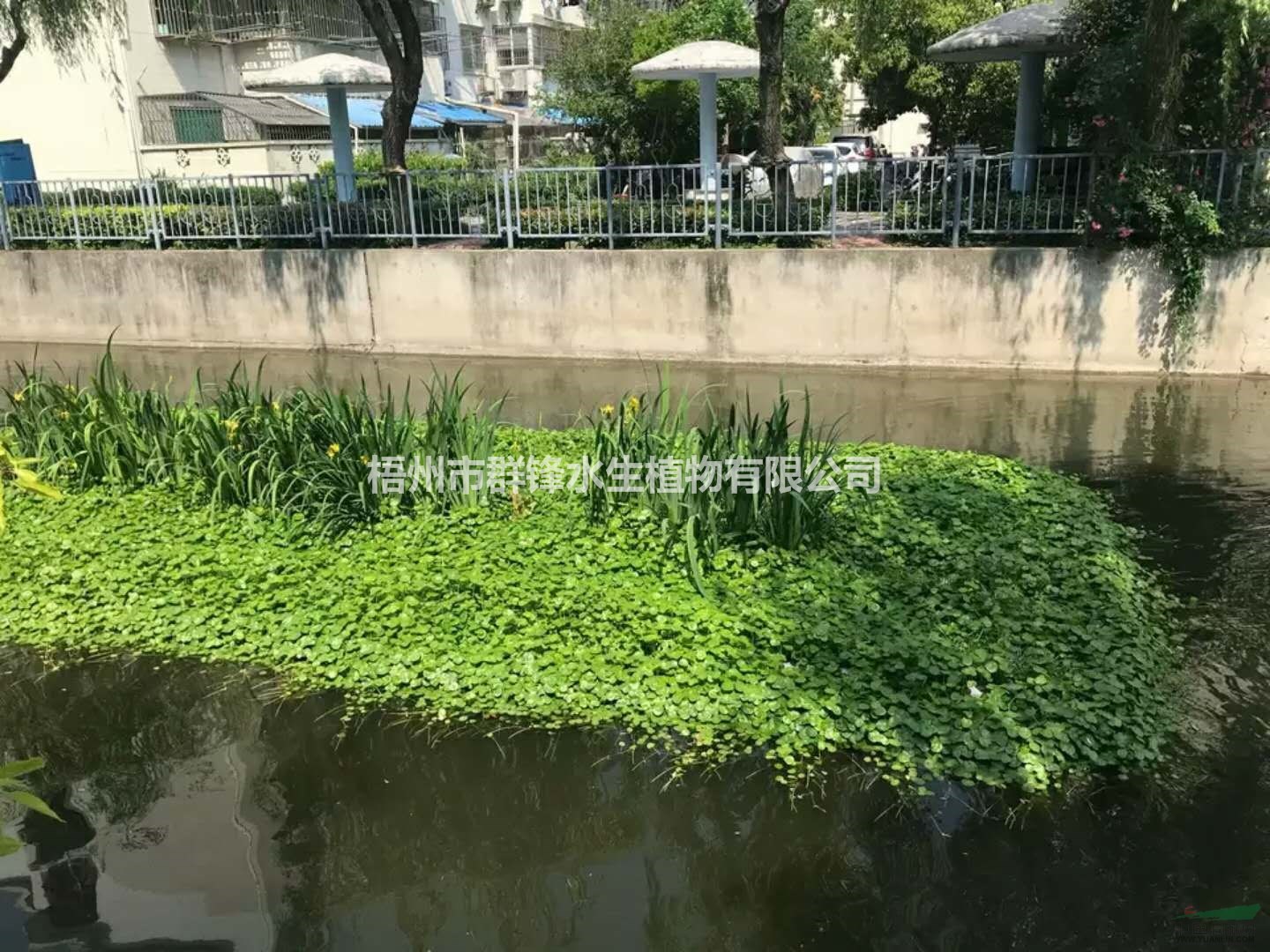 可供云南哪里銷售水生植物|可供云南水生植物基地|再力花直銷