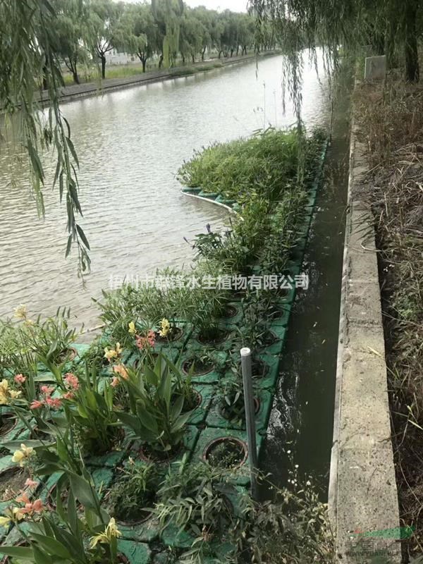 可供云南哪里銷售水生植物|可供云南水生植物基地|再力花直銷