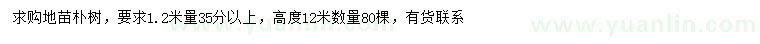 求購1.2米量35公分以上樸樹