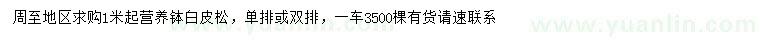 求購1米以上白皮松