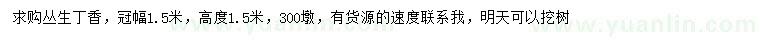 求購高1.5米叢生丁香