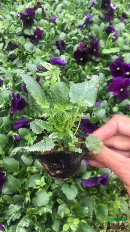 自產(chǎn)自銷(xiāo) 三色堇角堇羽衣甘藍 紅葉甜菜時(shí)令草花