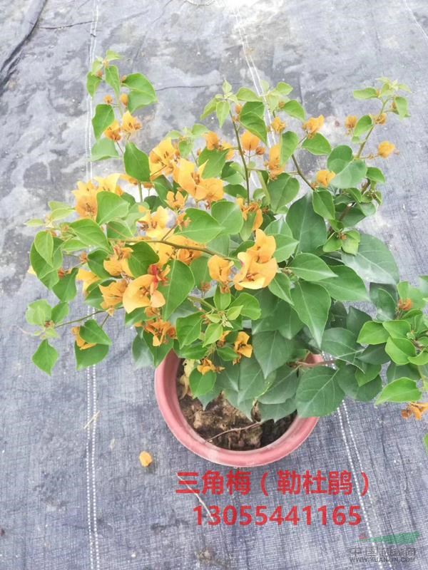 三角梅，又名九重葛、葉子花、南美紫茉莉等，花期長(zhǎng)，喜溫暖濕潤(rùn)